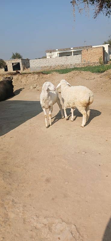 goat | Desi bakri | Nagra beetal | bakra | بکری | gaban 16