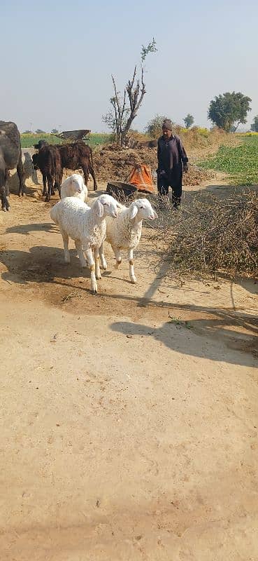 goat | Desi bakri | Nagra beetal | bakra | بکری | gaban 18