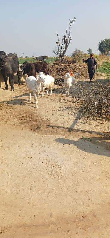 goat | Desi bakri | Nagra beetal | bakra | بکری | gaban 19