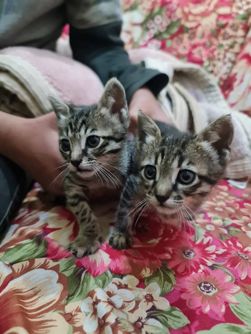 Siamse Cat with Two kittens 6