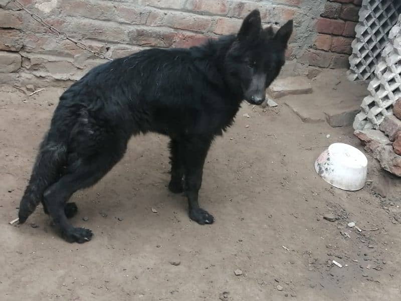 Black German shepherd female. 03454199223 0