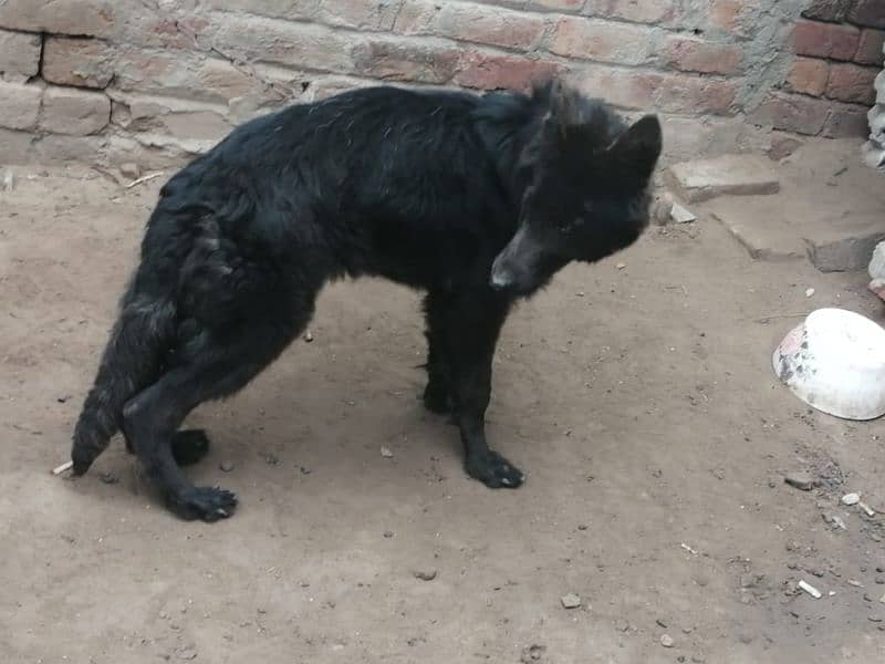 Black German shepherd female. 03454199223 1