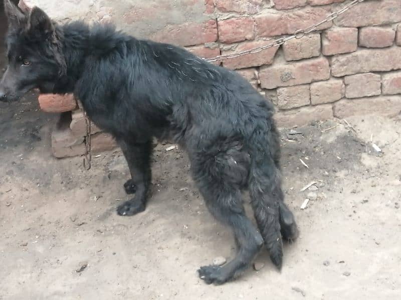 Black German shepherd female. 03454199223 2