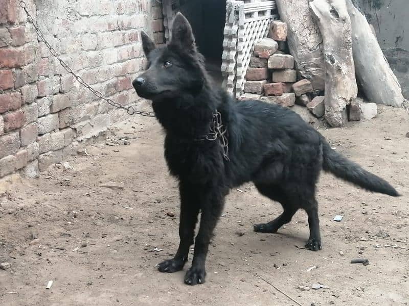 Black German shepherd female. 03454199223 3