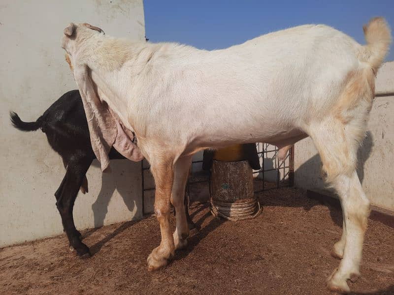 Breeder bakra 6