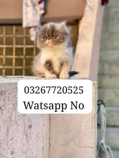 Persian Kitten Piki Face Triple Coated # Watsapp 0326=77=20=525