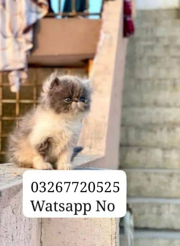 Persian Kitten Piki Face Triple Coated # Watsapp 0326=77=20=525 1