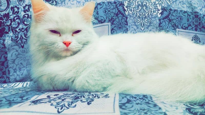 Persian Cat Female 6