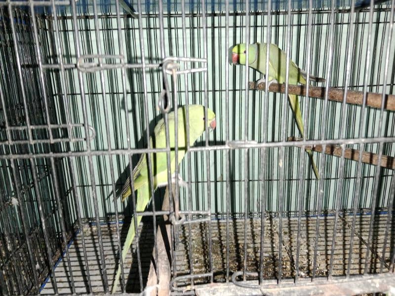 Talking Parrots pair 0