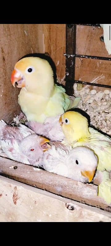 lationo persanata red eye male decino female with box eggs 03199748105 0