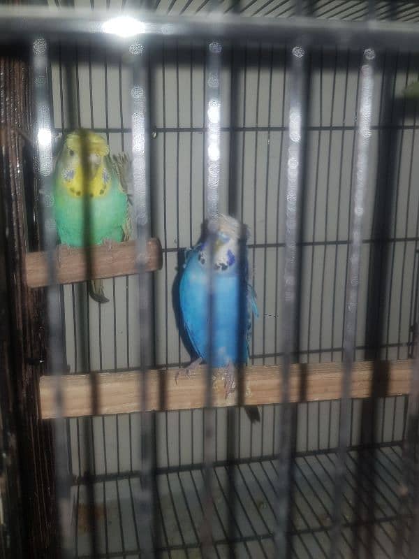 hogoromo budgies and lovebirds 2