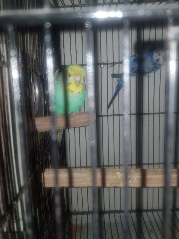 hogoromo budgies and lovebirds 3