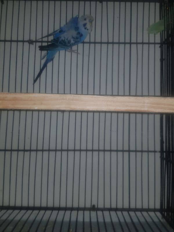 hogoromo budgies and lovebirds 4