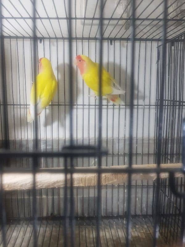 hogoromo budgies and lovebirds 7