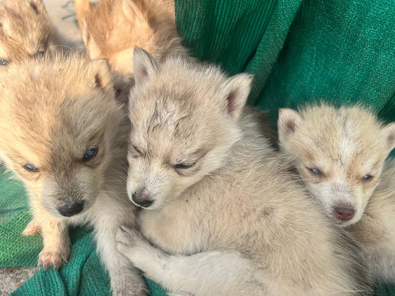 siberian husky puppies 1