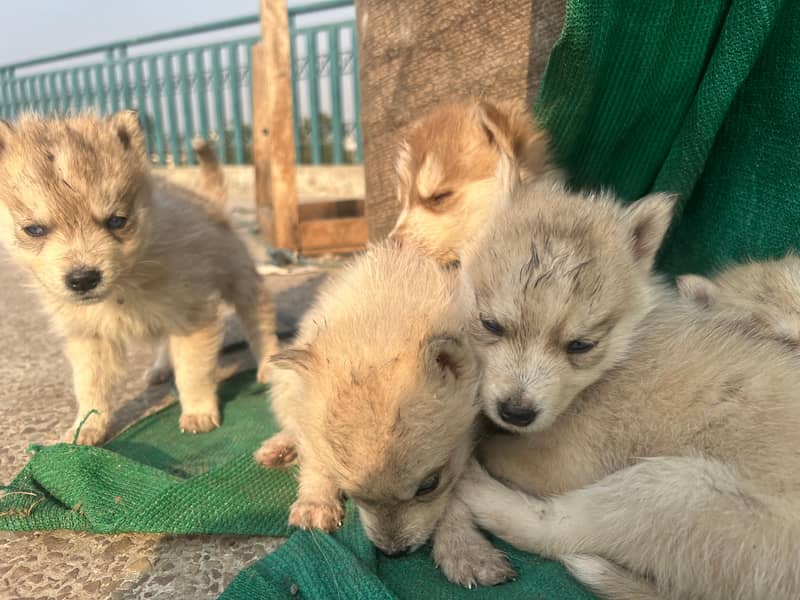 siberian husky puppies 2