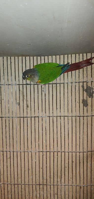 Green Chik Conure Non Dna 1