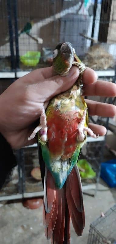 Green Chik Conure Non Dna 9