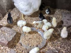 Pure aseel heera white and mushka chicks for sale