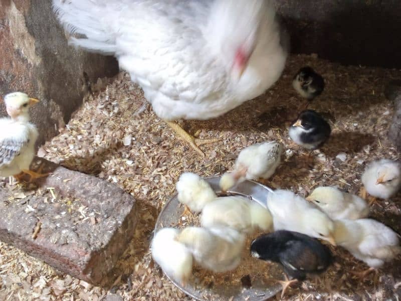 Pure aseel heera white and mushka chicks for sale 1