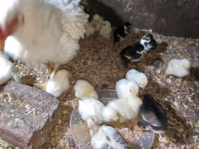 Pure aseel heera white and mushka chicks for sale 2