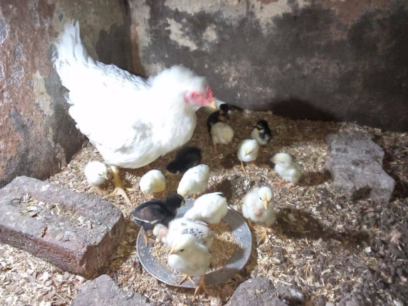 Pure aseel heera white and mushka chicks for sale 3