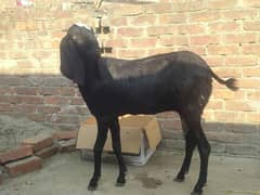 bakri