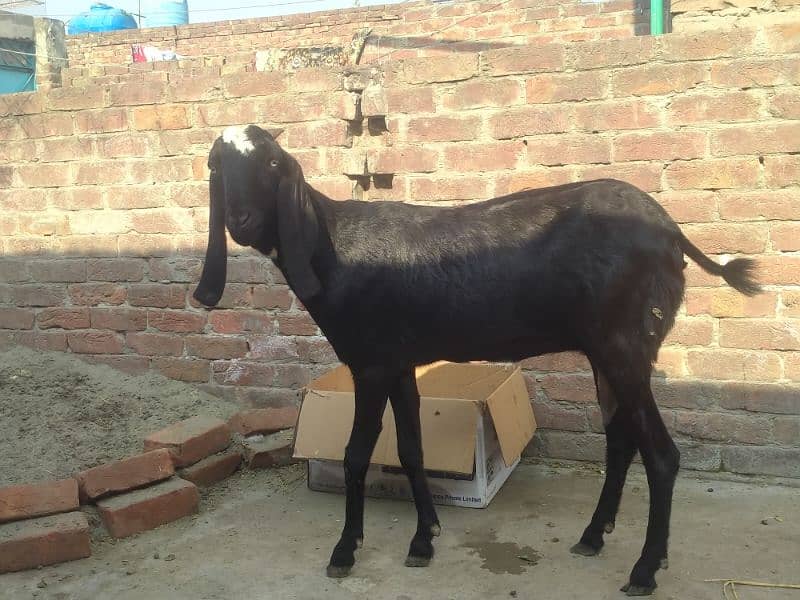 bakri betal  03234438191 5