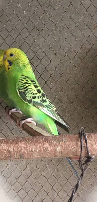 australian parrot 6