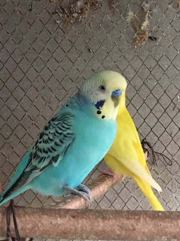 australian parrot 8