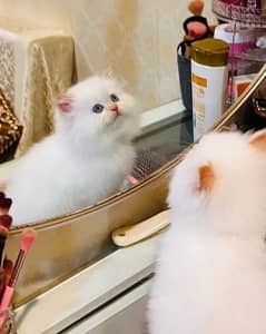 Persian cat for Sale