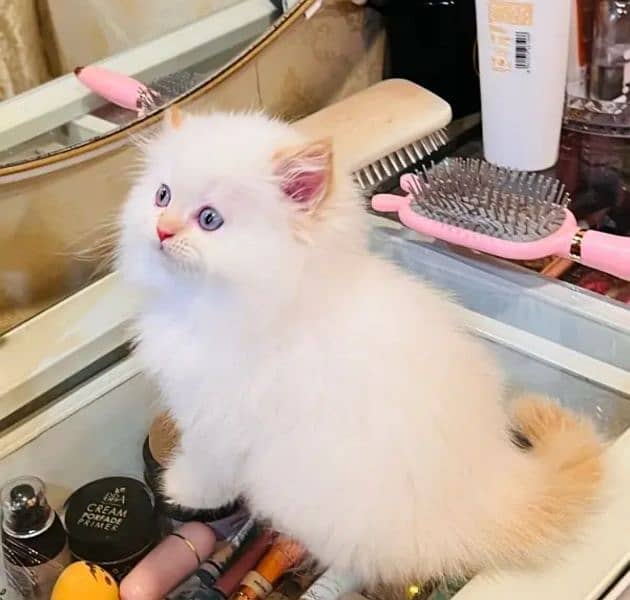 Persian cat for Sale 1