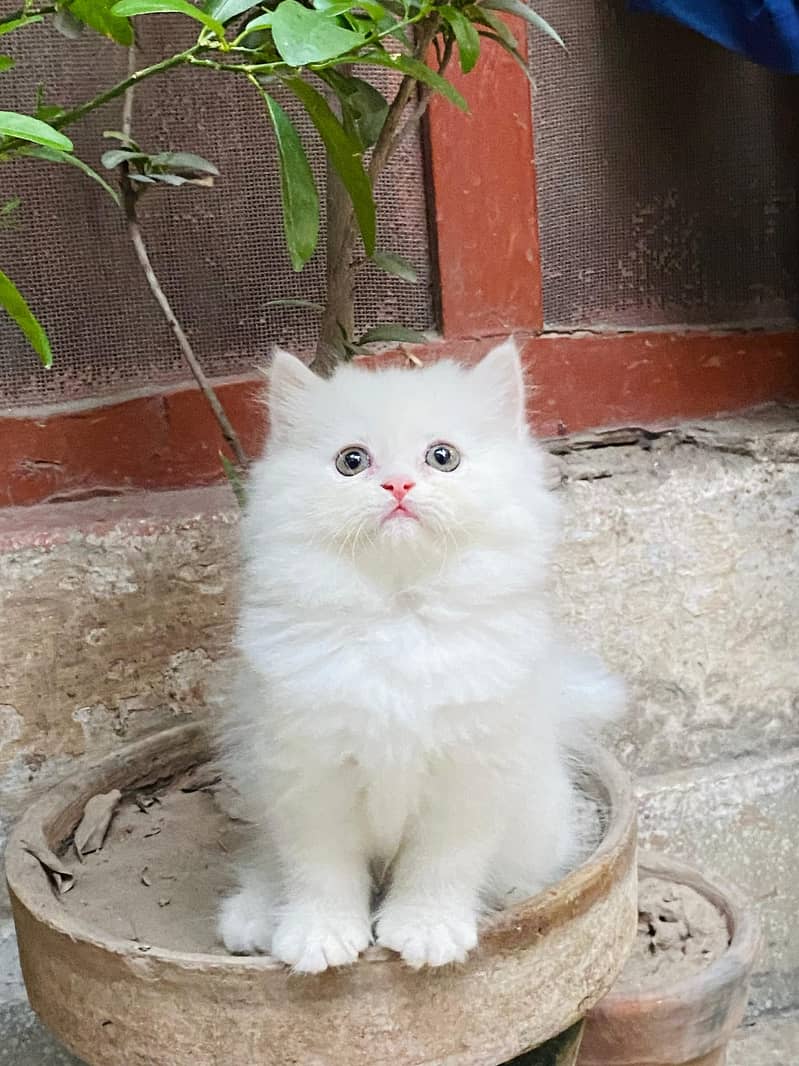 pure persian Guaranteed healthy kittens for sale Cash on delivery 6