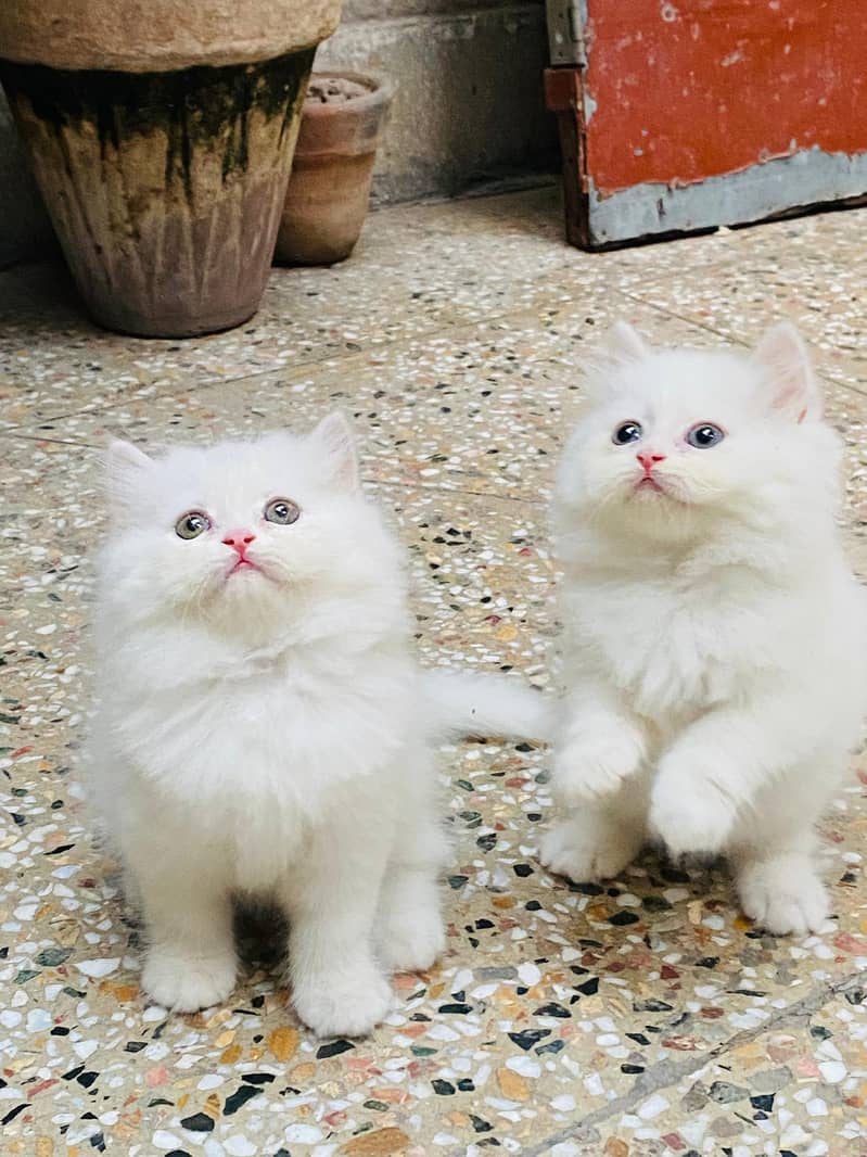 pure persian Guaranteed healthy kittens for sale Cash on delivery 7