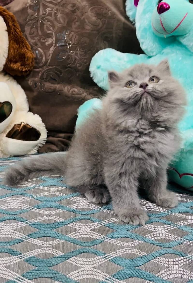 pure persian Guaranteed healthy kittens for sale Cash on delivery 10