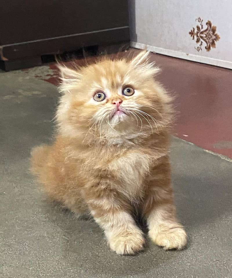 pure persian Guaranteed healthy kittens for sale Cash on delivery 19