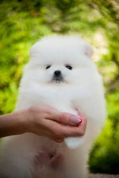 Pomeranian