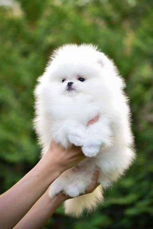 Pomeranian 1