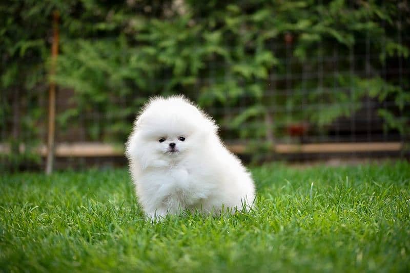 Pomeranian 2