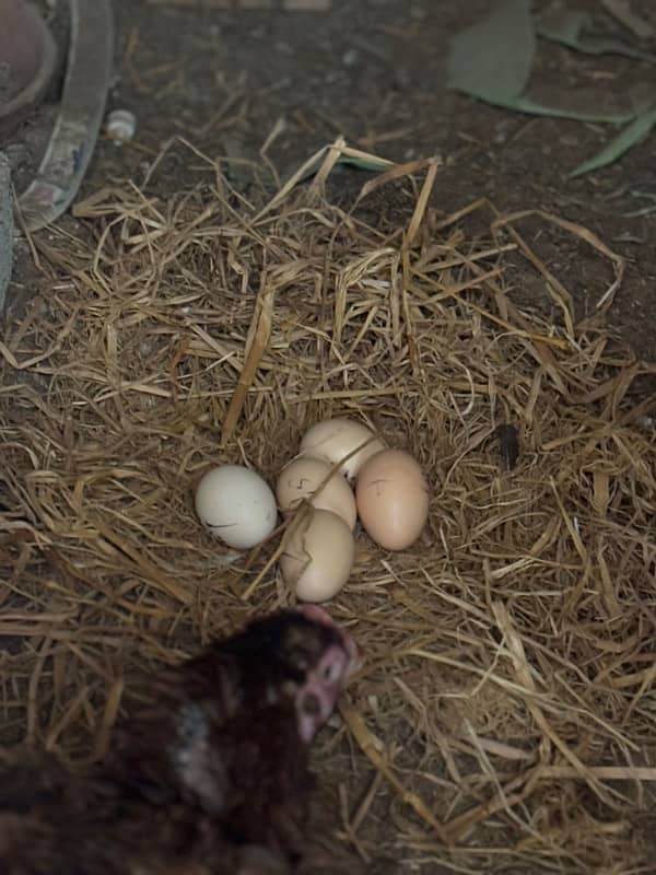 aseel , thai breed fertile eggs||wtsp 03122664870 6