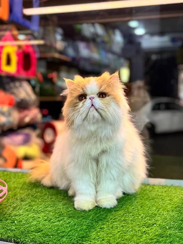 Male Cat Stud Service Purebreed Persian Piki Peke Peki Cats Healthy 0