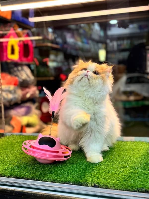 Male Cat Stud Service Purebreed Persian Piki Peke Peki Cats Healthy 3