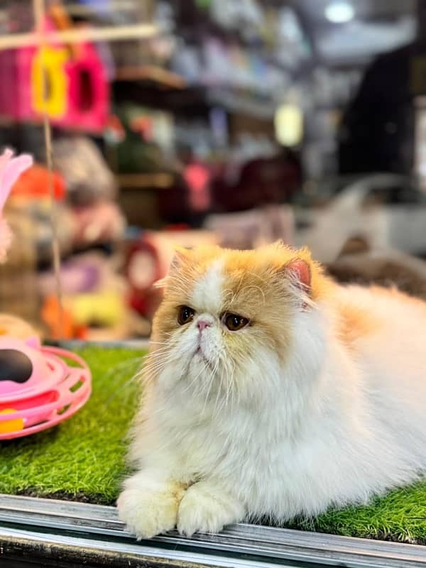 Male Cat Stud Service Purebreed Persian Piki Peke Peki Cats Healthy 4