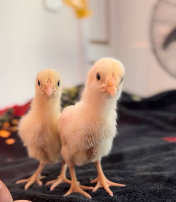 White O Shamo Chicks | King Shamo | Shamo Black | shamo | Aseel 0