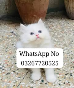 persian cat for sale 2 month age WhatsApp No 0326=77=20=525