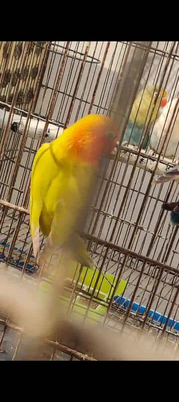 love birds breeder pair avlable 1