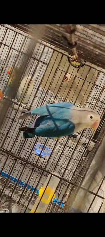 love birds breeder pair avlable 2