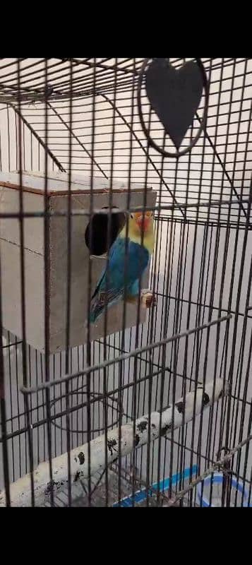 love birds breeder pair avlable 3