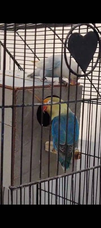 love birds breeder pair avlable 5