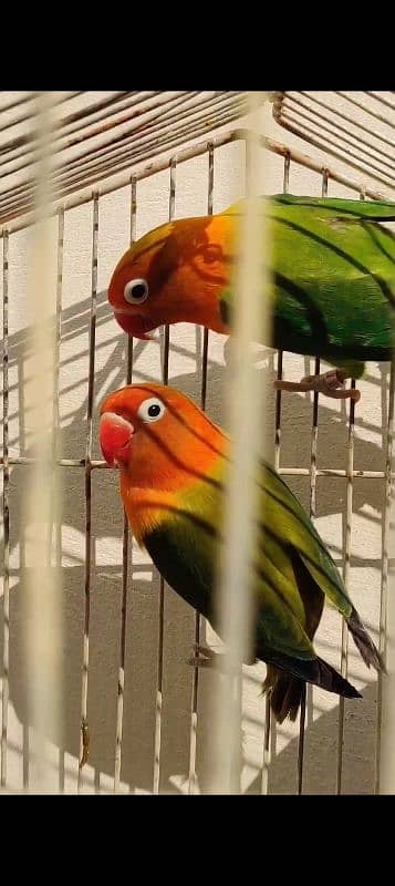 love birds breeder pair avlable 9